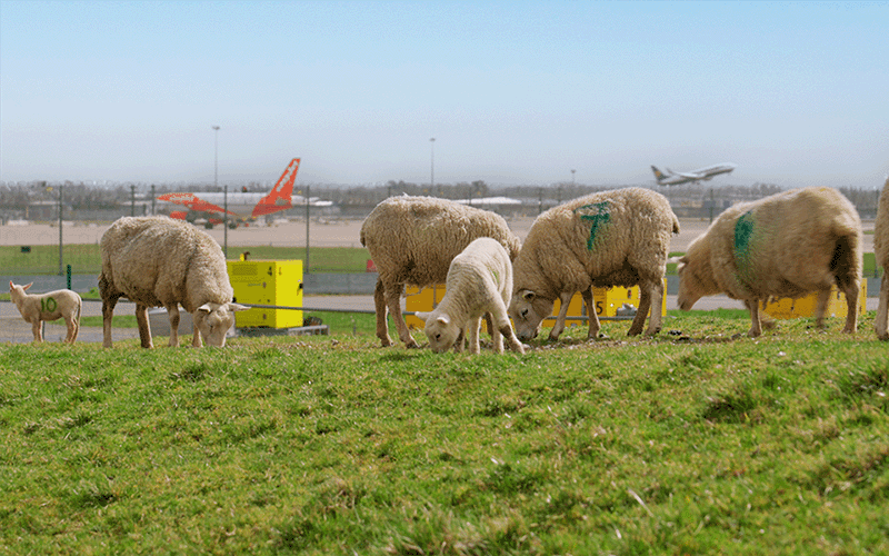 A small herd of sheep in a field with London Gatwick's airfield visible behind them