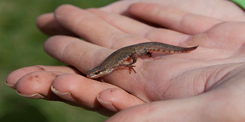 A photo of a Newt being held in a pair of hands belonging to a London Gatwick ecologist