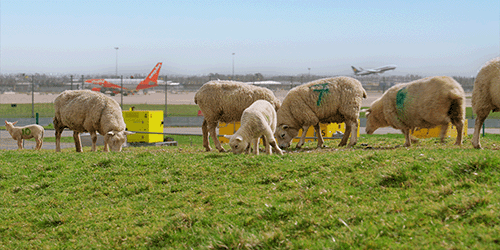 A photograph of sheep grazing with London Gatwick in the background