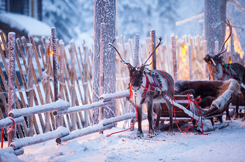Reindeers in snowy Lapland scene