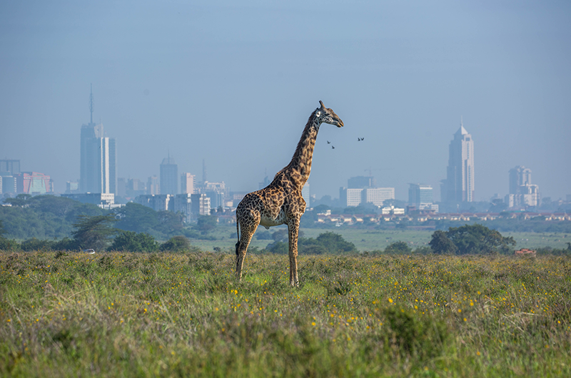 Giraffe standing in front of the Nairobi skyline